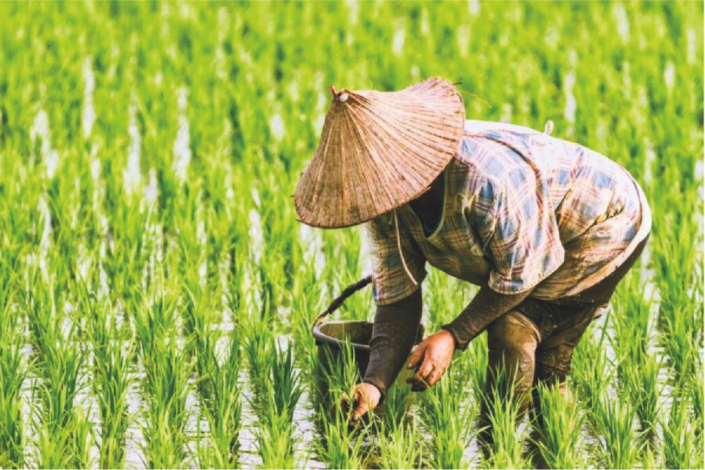 Cultivo de arroz resistente a la salinidad creado por investigadores chinos para enfrentar el cambio climático