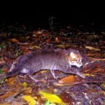 Tailandia redescubre al gato de cabeza plana tras casi 30 años sin registros en estado salvaje