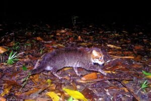 Tailandia redescubre al gato de cabeza plana