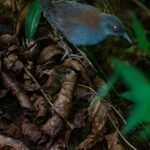 El rascón de Galápagos reaparece en Floreana tras casi 200 años de ausencia