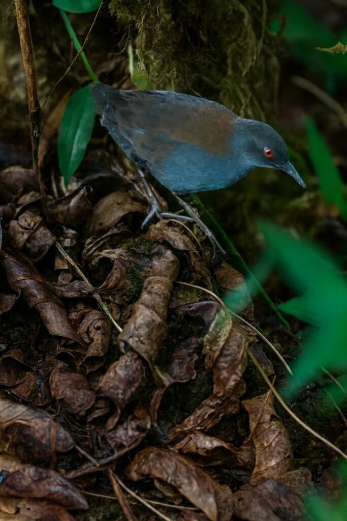 El rascón de Galápagos reaparece en Floreana tras casi 200 años de ausencia