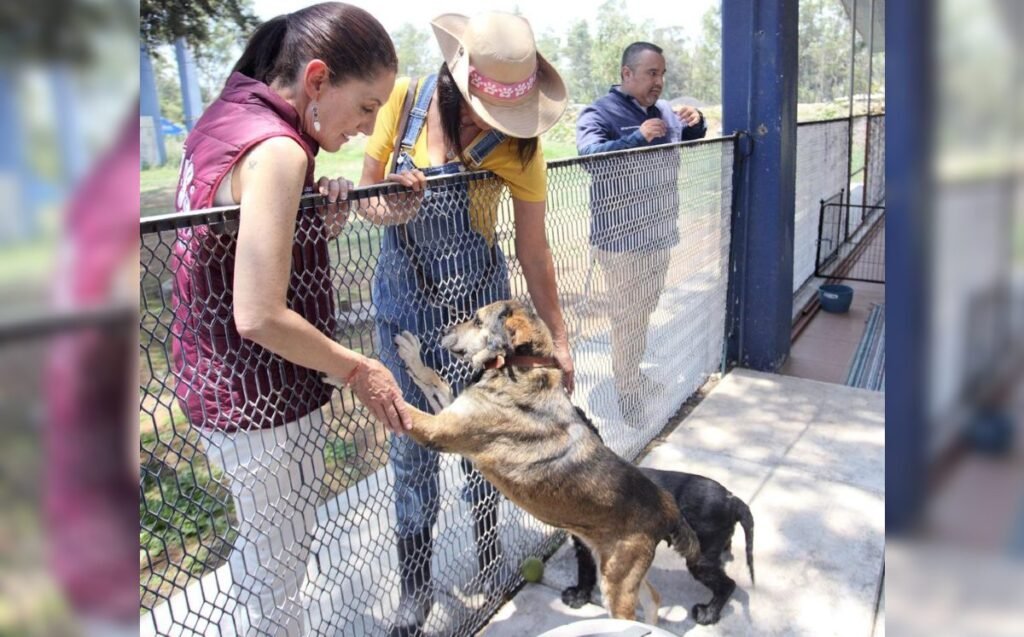 México eleva el bienestar animal a rango constitucional